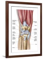 Anatomy of Human Knee Joint-null-Framed Art Print