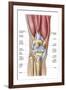 Anatomy of Human Knee Joint-null-Framed Art Print