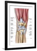 Anatomy of Human Knee Joint-null-Framed Art Print