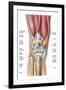 Anatomy of Human Knee Joint-null-Framed Art Print