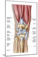Anatomy of Human Knee Joint-null-Mounted Art Print