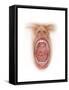 Anatomy of Human Mouth Cavity-null-Framed Stretched Canvas