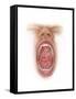 Anatomy of Human Mouth Cavity-null-Framed Stretched Canvas