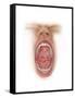 Anatomy of Human Mouth Cavity-null-Framed Stretched Canvas