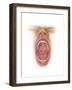 Anatomy of Human Mouth Cavity-null-Framed Art Print