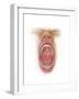 Anatomy of Human Mouth Cavity-null-Framed Art Print