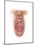 Anatomy of Human Mouth Cavity-null-Mounted Art Print