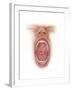 Anatomy of Human Mouth Cavity-null-Framed Art Print