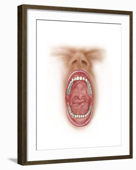 Anatomy of Human Mouth Cavity-null-Framed Art Print