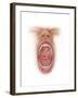 Anatomy of Human Mouth Cavity-null-Framed Art Print