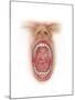 Anatomy of Human Mouth Cavity-null-Mounted Art Print