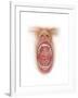 Anatomy of Human Mouth Cavity-null-Framed Art Print