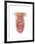 Anatomy of Human Mouth Cavity-null-Framed Art Print