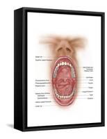 Anatomy of Human Mouth Cavity-null-Framed Stretched Canvas