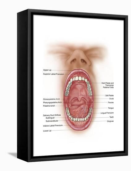 Anatomy of Human Mouth Cavity-null-Framed Stretched Canvas