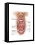 Anatomy of Human Mouth Cavity-null-Framed Stretched Canvas