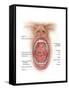 Anatomy of Human Mouth Cavity-null-Framed Stretched Canvas