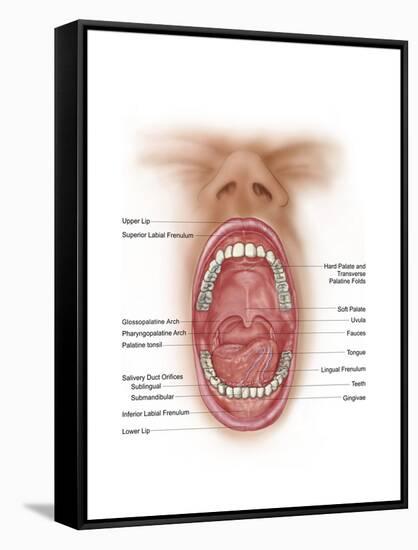 Anatomy of Human Mouth Cavity-null-Framed Stretched Canvas