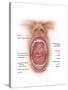 Anatomy of Human Mouth Cavity-null-Stretched Canvas