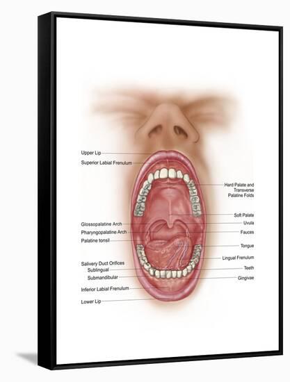 Anatomy of Human Mouth Cavity-null-Framed Stretched Canvas