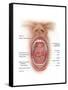 Anatomy of Human Mouth Cavity-null-Framed Stretched Canvas