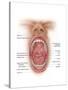 Anatomy of Human Mouth Cavity-null-Stretched Canvas