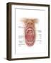 Anatomy of Human Mouth Cavity-null-Framed Art Print