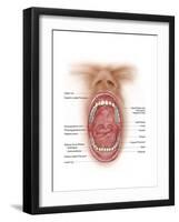 Anatomy of Human Mouth Cavity-null-Framed Art Print