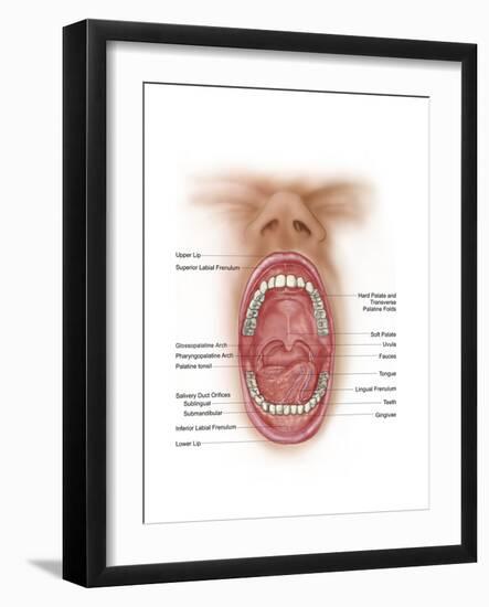 Anatomy of Human Mouth Cavity-null-Framed Art Print