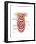 Anatomy of Human Mouth Cavity-null-Framed Art Print