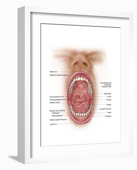 Anatomy of Human Mouth Cavity-null-Framed Art Print