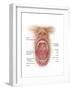 Anatomy of Human Mouth Cavity-null-Framed Art Print