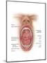 Anatomy of Human Mouth Cavity-null-Mounted Art Print