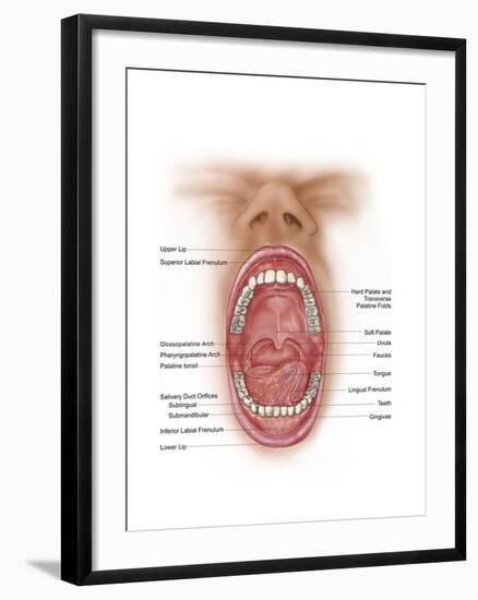 Anatomy of Human Mouth Cavity-null-Framed Art Print