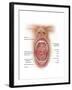 Anatomy of Human Mouth Cavity-null-Framed Art Print