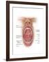 Anatomy of Human Mouth Cavity-null-Framed Art Print