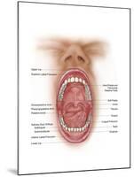 Anatomy of Human Mouth Cavity-null-Mounted Art Print