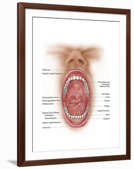 Anatomy of Human Mouth Cavity-null-Framed Art Print