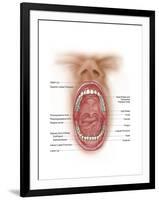 Anatomy of Human Mouth Cavity-null-Framed Art Print