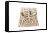 Anatomy of Human Pelvic Bone and Ligaments-null-Framed Stretched Canvas