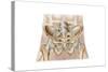 Anatomy of Human Pelvic Bone and Ligaments-null-Stretched Canvas