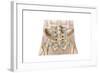 Anatomy of Human Pelvic Bone and Ligaments-null-Framed Art Print