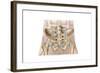 Anatomy of Human Pelvic Bone and Ligaments-null-Framed Art Print