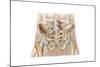 Anatomy of Human Pelvic Bone and Ligaments-null-Mounted Art Print