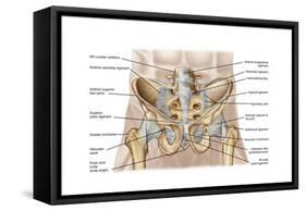 Anatomy of Human Pelvic Bone and Ligaments-null-Framed Stretched Canvas