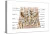 Anatomy of Human Pelvic Bone and Ligaments-null-Stretched Canvas