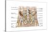 Anatomy of Human Pelvic Bone and Ligaments-null-Stretched Canvas