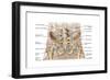 Anatomy of Human Pelvic Bone and Ligaments-null-Framed Art Print