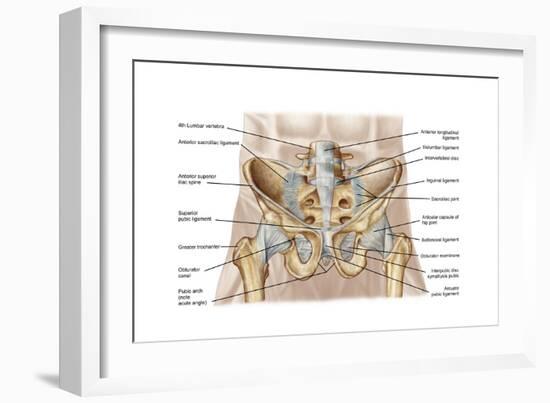 Anatomy of Human Pelvic Bone and Ligaments-null-Framed Art Print