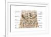 Anatomy of Human Pelvic Bone and Ligaments-null-Framed Art Print